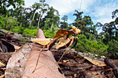 Dead leaf mantis