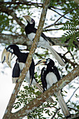 Oriental pied hornbills