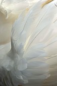 Mute swan feathers
