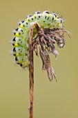 Burnet moth caterpillar