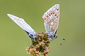 Common blue butterflies on burnet flower