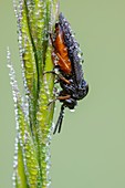 Sawfly covered in dew