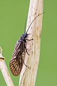 Alderfly resting