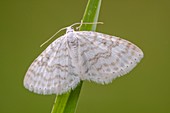 Small white wave moth