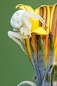 Goldenrod crab spider on flower