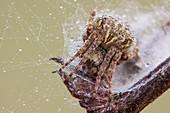 Orb weaver spider covered in dew