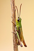 Meadow grasshopper