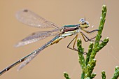 Small spreadwing damselfly