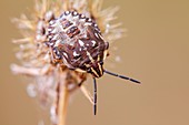 Immature shield bug