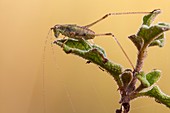 Immature cricket