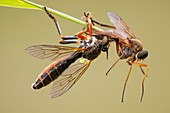 Robber fly preying on snipe fly