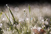 Dew-covered grass