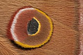 Chinese oak tussar moth eye spot