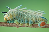 Edward's atlas moth caterpillar