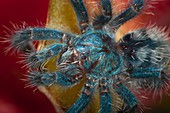 Young Antilles pinktoe tarantula