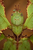 Giant Malaysian leaf insect