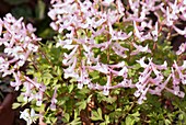 Corydalis densiflora