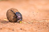 Dung beetle rolling its dung ball