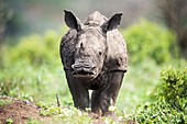 White rhino calf