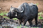 Cape buffalo wallowing in thick mud