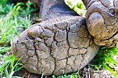 Feet of an african elephant