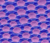 Diatom detail,SEM