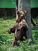 Brown bear scratching