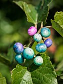 Ampelopsis brevipedunculata in fruit