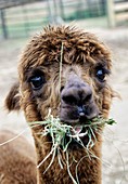 Alpaca eating hay