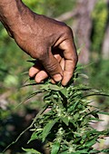 Cannabis farming,Jamaica
