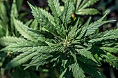 Cannabis (Cannabis sativa) plant