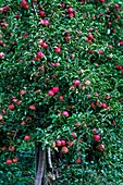 Apple orchard,Pennsylvania,USA