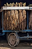 Amish tobacco farm,Pennsylvania,USA