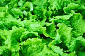 Butterhead lettuce (Lactuca sativa)