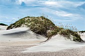 Sea oats (Uniola paniculata) on a dune