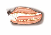 Dog gingivitis,illustration