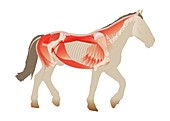Horse anatomy,illustration
