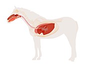 Equine respiratory system,illustration
