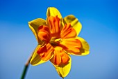 Narcissus 'Gillan' daffodil