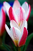 Tulip 'Heart's Delight'