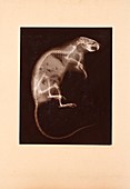 Rodent X-ray,early 20th century