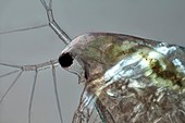 Waterflea head,light micrograph