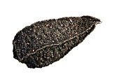 Nigella seed grain,LM