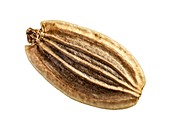 Dill seed grain,LM