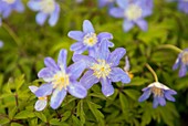 Anemone nemorosa 'Atrocaerulea'