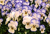 Viola 'Coconut Swirl'