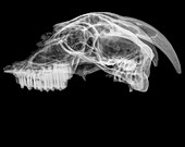X-ray of a skull of a goat
