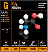 Glycine amino acid molecule