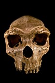 European Homo heidelbergensis skull