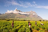 Malawian workers in soya field